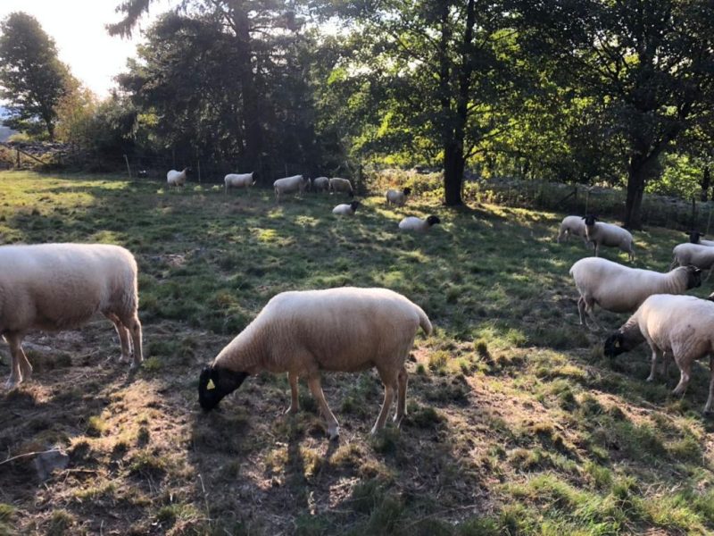 Eifel Retreat Schafe